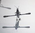 B-a-38_Balzer Artprojects_IMG_09821aa